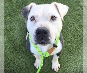 Mutt Dogs for adoption in Houston, TX, USA
