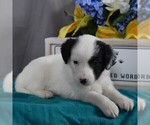 Small Photo #3 Aussiedoodle-Poodle (Miniature) Mix Puppy For Sale in SUNBURY, PA, USA