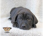 Small #7 Mastiff Mix