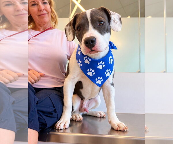 Medium Photo #3 Mutt Puppy For Sale in Euless, TX, USA