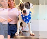 Small Photo #3 Mutt Puppy For Sale in Euless, TX, USA