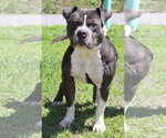 Small #1 Mutt