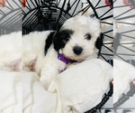 Small Photo #9 Maltipoo Puppy For Sale in VALLEY CENTER, CA, USA