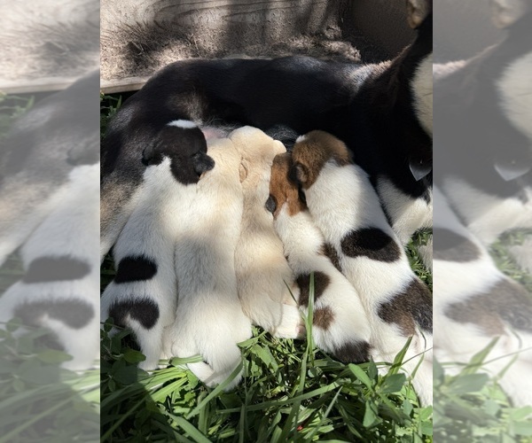 Medium Photo #12 Ausky-Great Pyrenees Mix Puppy For Sale in EDNA, TX, USA
