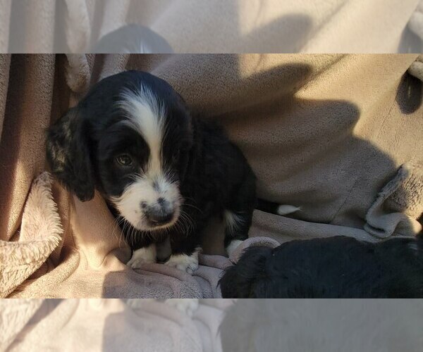 Medium Photo #2 Aussiedoodle Puppy For Sale in CONWAY, SC, USA
