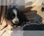 Small #1 Aussiedoodle