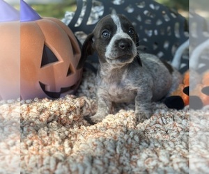 Dachshund Puppy for sale in TULSA, OK, USA