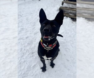 Jack - Male Mutt Dog for Adoption - Photo #3