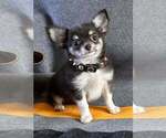 AKC Hurrah - Male Chihuahua Puppy for Sale - Small photo