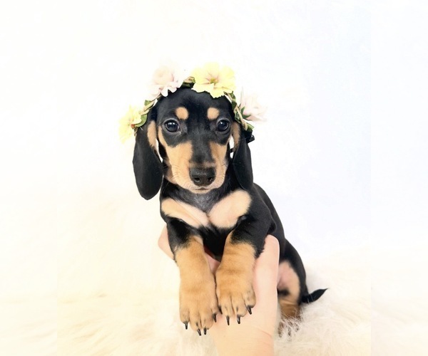 Medium Photo #7 Dachshund Puppy For Sale in DAVIS, CA, USA
