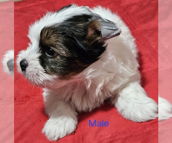 Medium Photo #5 Yorkshire Terrier Puppy For Sale in CONKLIN, NY, USA
