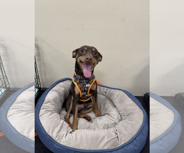 Medium Photo #2 Miniature Pinscher-Unknown Mix Puppy For Sale in Oakhurst, NJ, USA