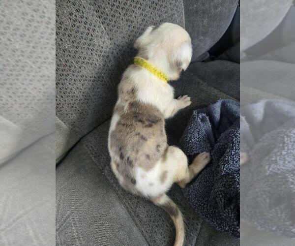 Medium Photo #2 Great Dane Puppy For Sale in MADISON, IN, USA