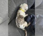 Small Photo #3 Great Dane Puppy For Sale in MADISON, IN, USA