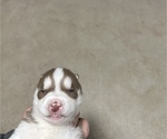 Small #6 Siberian Husky