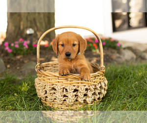 Golden Retriever Puppy for sale in WOLCOTTVILLE, IN, USA