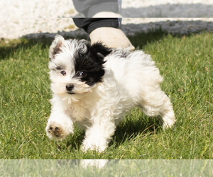 Aussiedoodle Miniature -Poodle (Miniature) Mix Puppy for sale in MILFORD, IN, USA