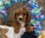 Small #1 Cavapoo