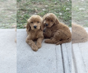 Goldendoodle Puppy for sale in TAMPA, FL, USA