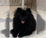 Small Photo #1 Pomeranian Puppy For Sale in Chisinau, Chisinau Municipality, Moldova
