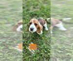 Small Photo #5 Basset Hound Puppy For Sale in BYHALIA, MS, USA