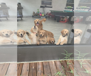 Golden Retriever Litter for sale in ORLANDO, FL, USA