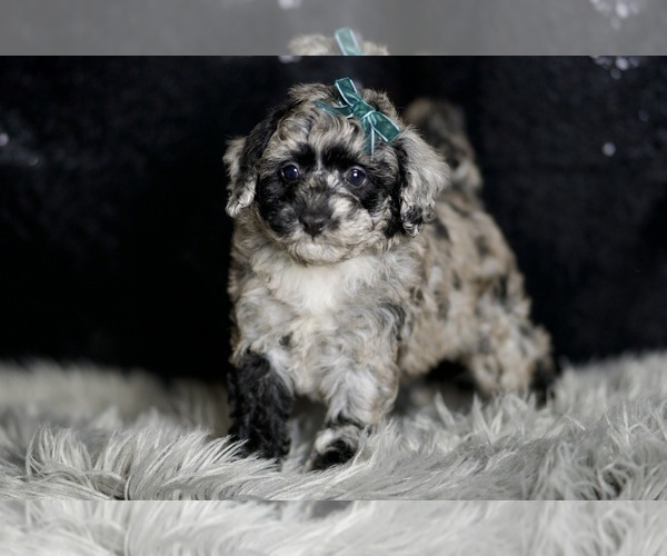 Medium Photo #42 Maltipoo Puppy For Sale in WARSAW, IN, USA