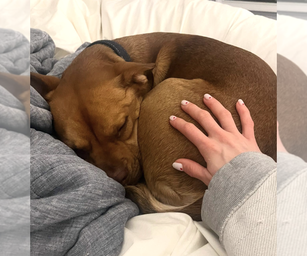 Medium Photo #3 Jack Russell Terrier-Unknown Mix Puppy For Sale in Brooklyn, NY, USA