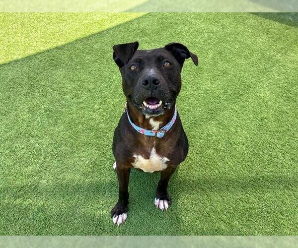 Medium Photo #1 Mutt Puppy For Sale in Orange, CA, USA