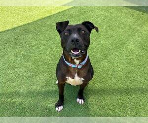 Mutt Dogs for adoption in Orange, CA, USA