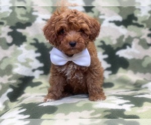 Cavapoo-Poodle (Miniature) Mix Puppy for sale in LAKELAND, FL, USA