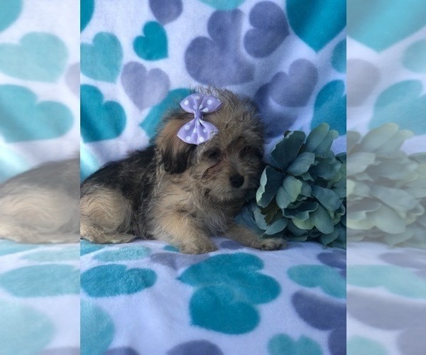 Medium Photo #6 Schnoodle (Miniature) Puppy For Sale in LAKELAND, FL, USA