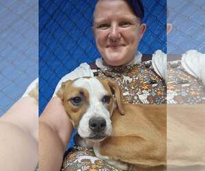 Mutt Dogs for adoption in Hinton, WV, USA