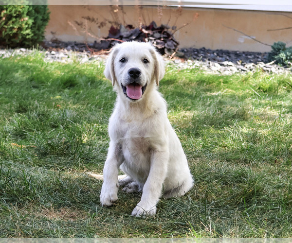 Medium Photo #1 Golden Retriever Puppy For Sale in SYRACUSE, IN, USA