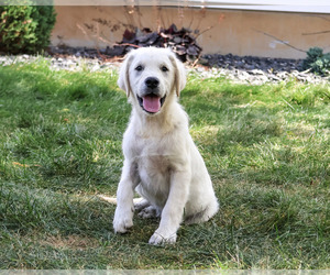 Golden Retriever Puppy for sale in SYRACUSE, IN, USA