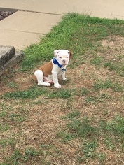 Olde English Bulldogge Puppy for sale in SAINT PETERS, MO, USA