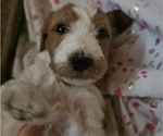 Puppy King Kong Doodle-Goldendoodle Mix