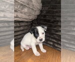 Small #2 Labrador Retriever Mix