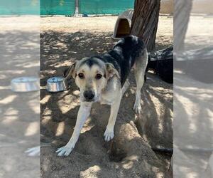 German Shepherd Dog Dogs for adoption in HESPERIA, CA, USA