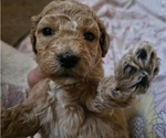 Puppy Lucy Doodle-Goldendoodle Mix