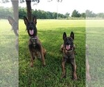 Small Photo #2 Belgian Malinois Puppy For Sale in BOLIVAR, MO, USA