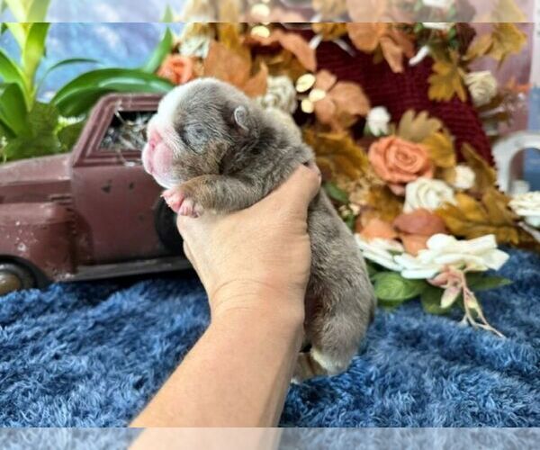 Medium Photo #1 English Bulldog Puppy For Sale in OOLOGAH, OK, USA