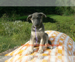 Small #5 German Shepherd Dog