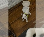Small Photo #2 Parson Russell Terrier Puppy For Sale in ASTORIA, NY, USA