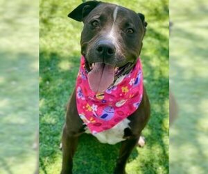 American Pit Bull Terrier Dogs for adoption in Henderson, NV, USA