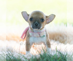 Small Photo #24 Chihuahua Puppy For Sale in WARSAW, IN, USA