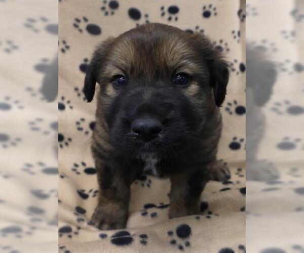 Medium Photo #1 German Shepherd Dog-Unknown Mix Puppy For Sale in Thief River Falls, MN, USA