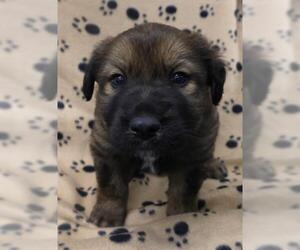 German Shepherd Dog-Unknown Mix Dogs for adoption in Thief River Falls, MN, USA