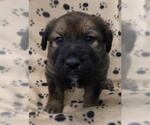 Small German Shepherd Dog Mix