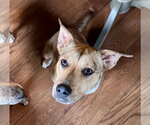 Small #17 American Pit Bull Terrier Mix